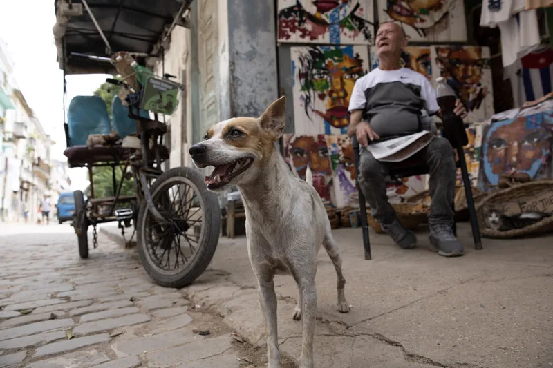 Un perro en una calle empedrada frente a un hombre sentado junto a un bicitaxi